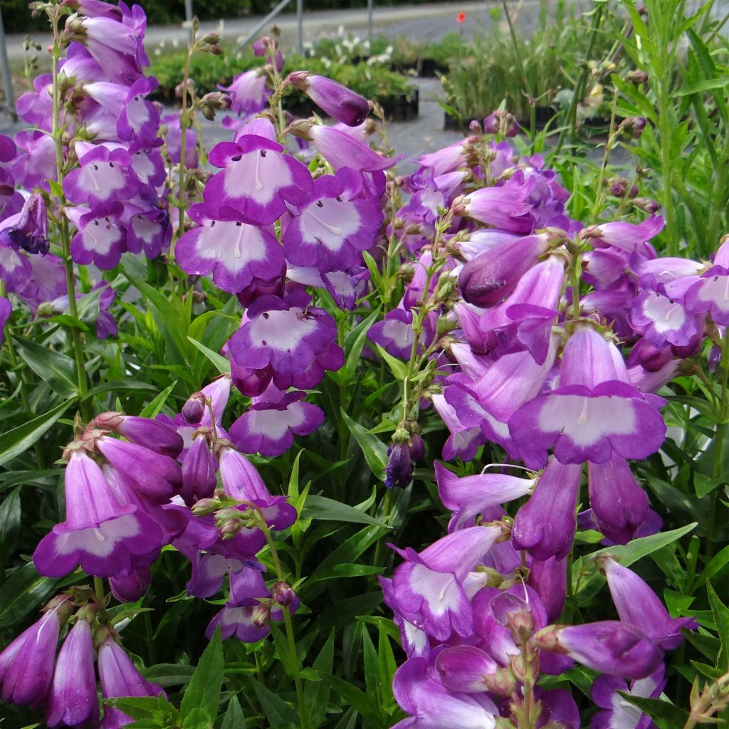 Penstemon hybrida Pensham Czar - Beardtongue