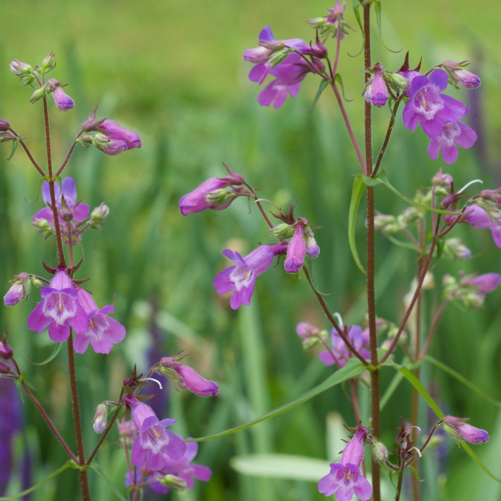 Penstemon Sour Grapes - Beardtongue