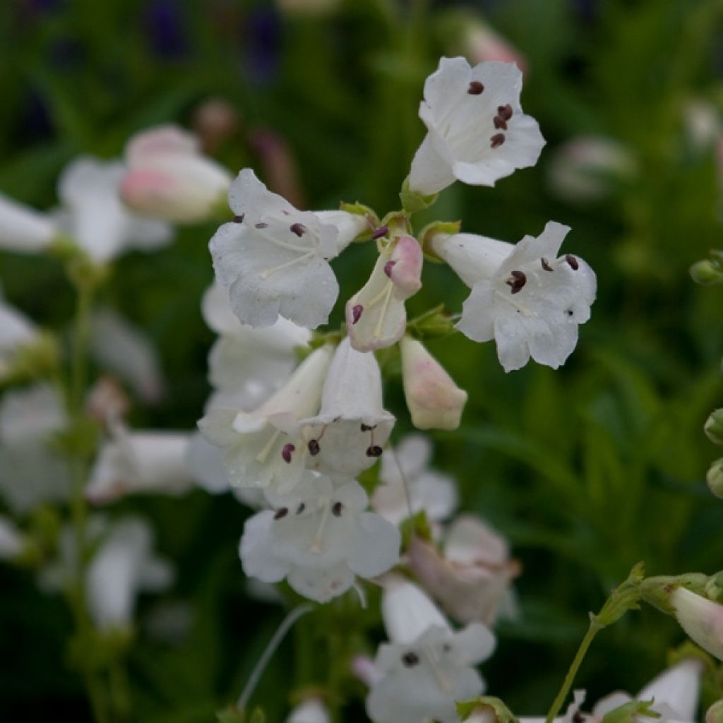 Penstemon White Bedder - Beardtongue