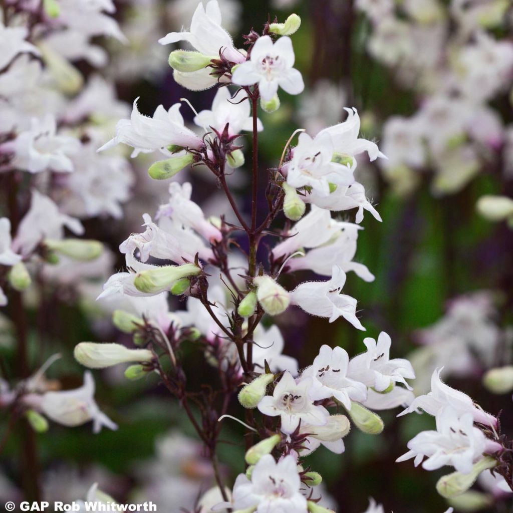 Penstemon digitalis Husker Red - Foxglove beardtongue