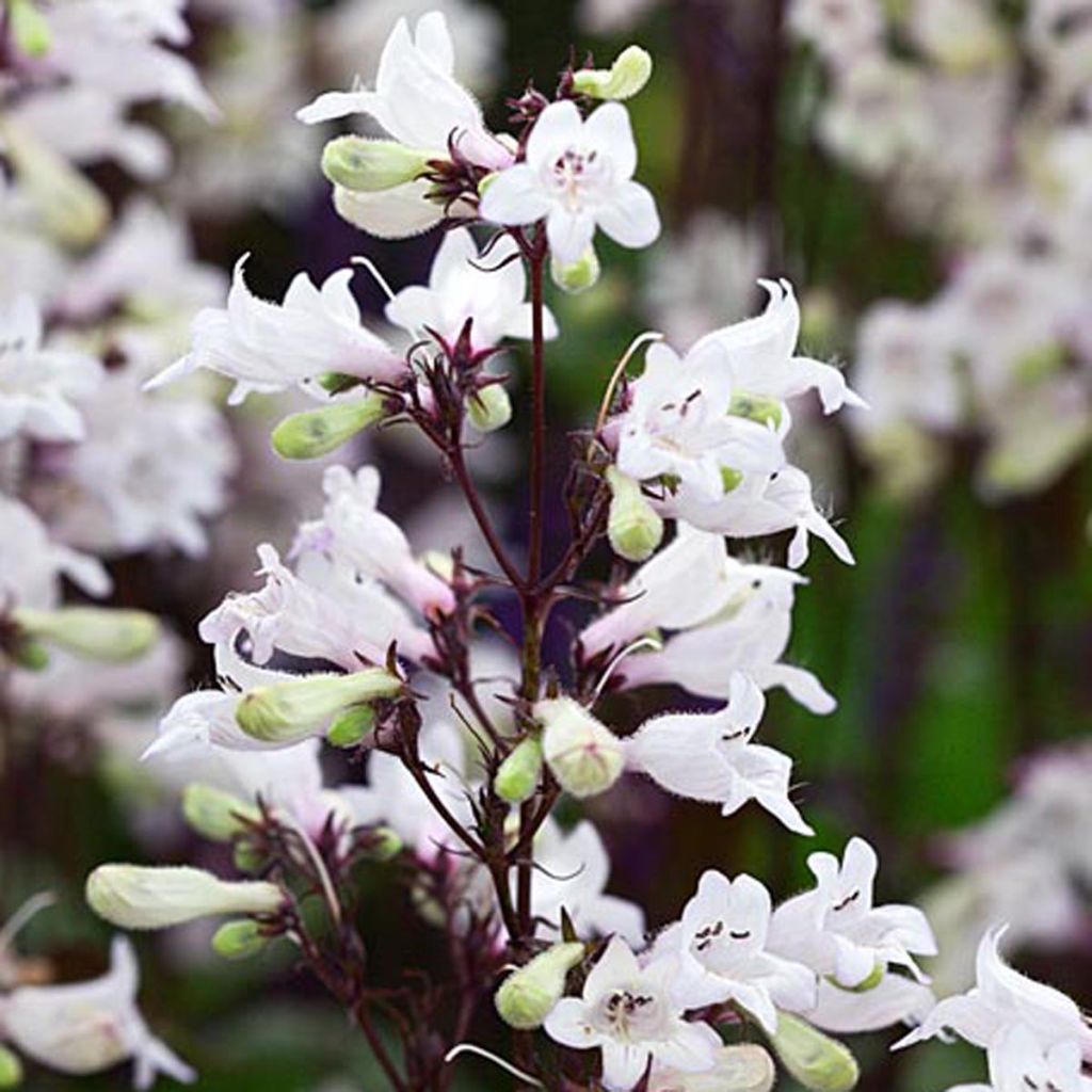 Penstemon digitalis Husker Red - Foxglove beardtongue