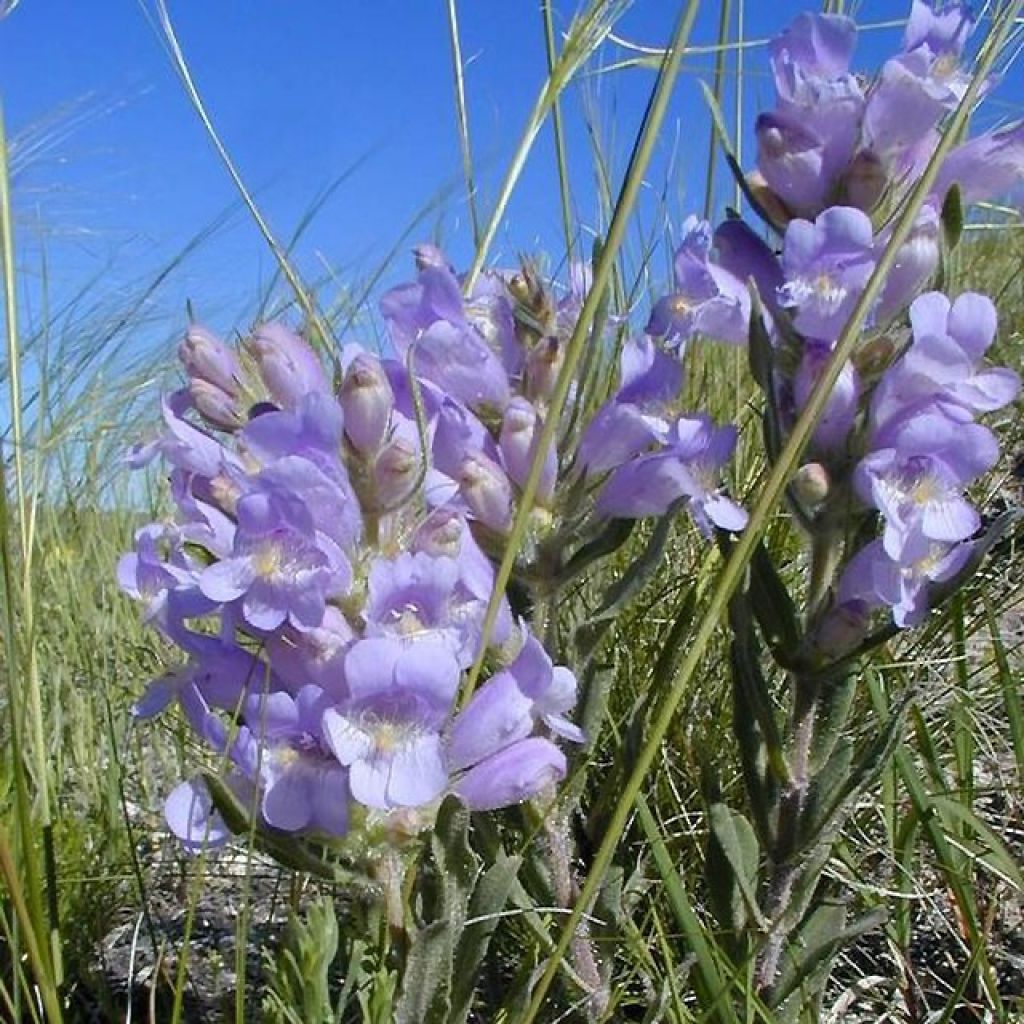 Penstemon glaber - Beardtongue
