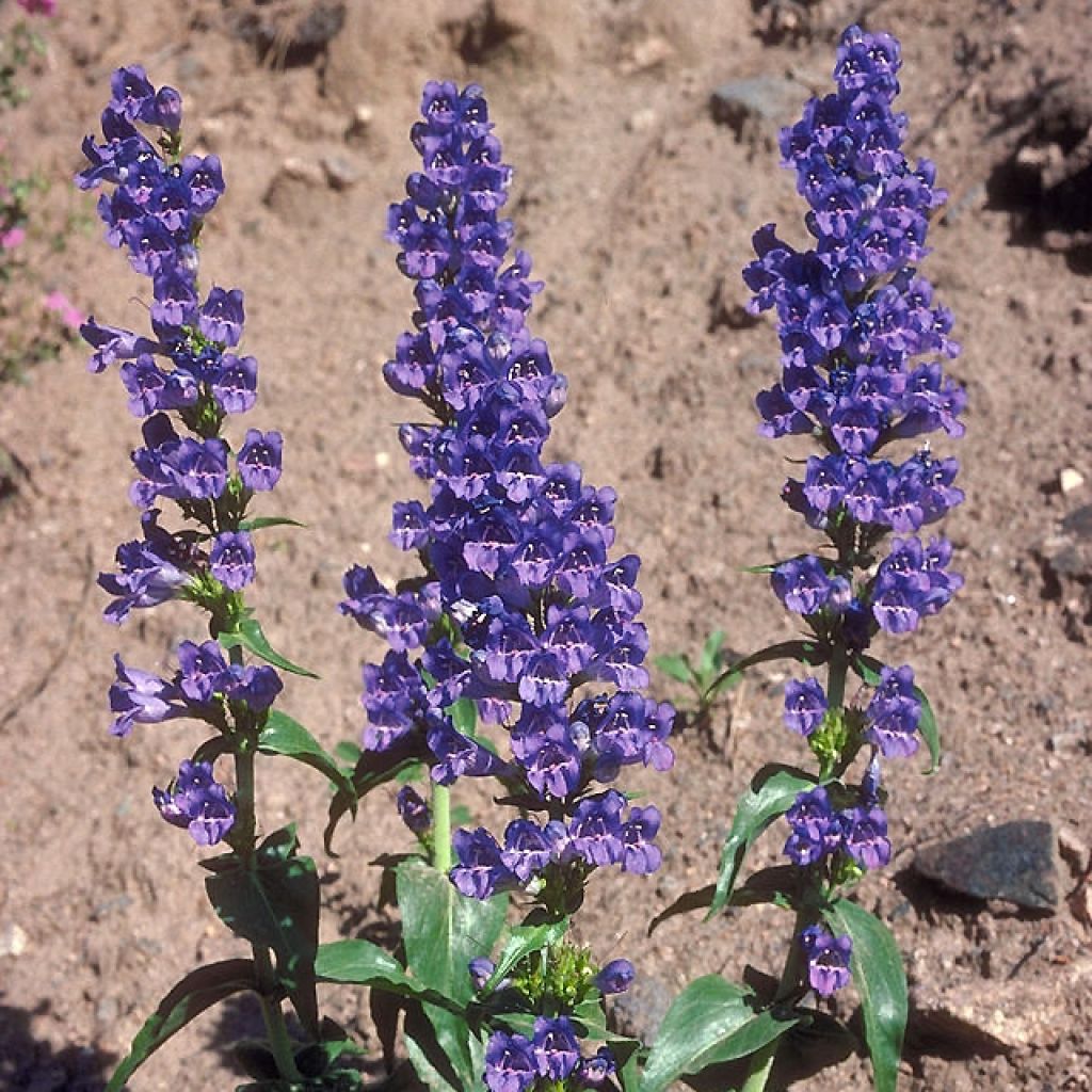 Penstemon glaber - Beardtongue