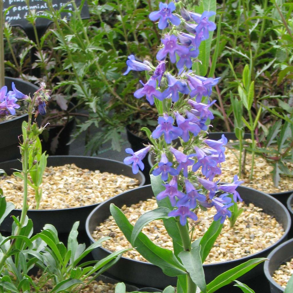 Penstemon mensarum - Beardtongue