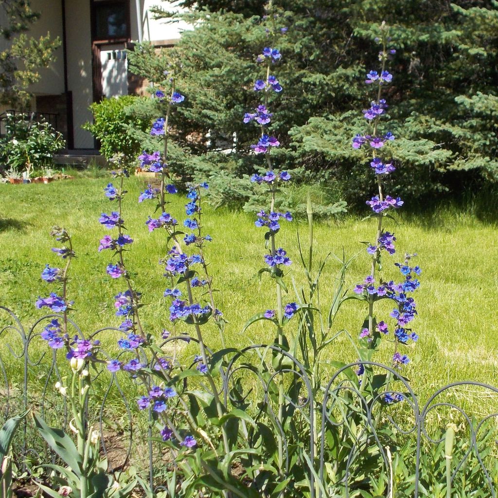 Penstemon mensarum - Beardtongue