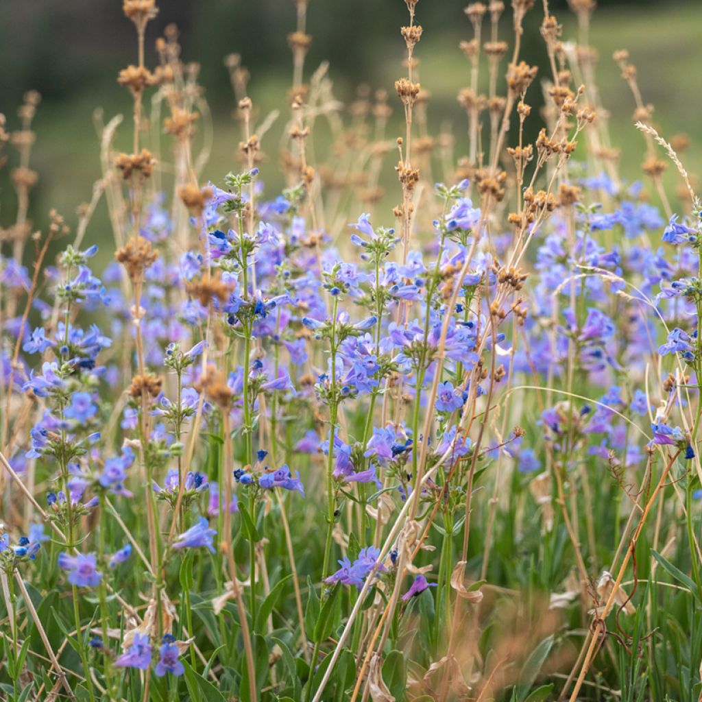 Penstemon virens 