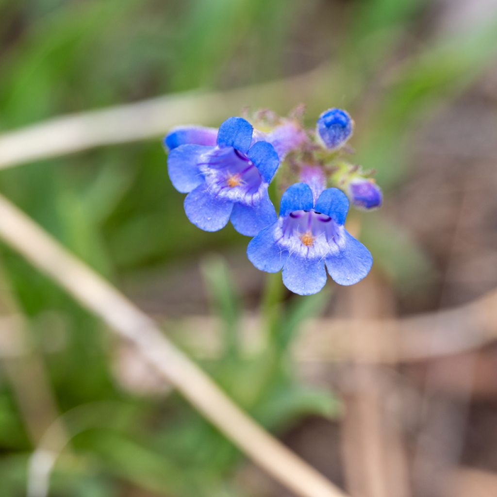 Penstemon virens 