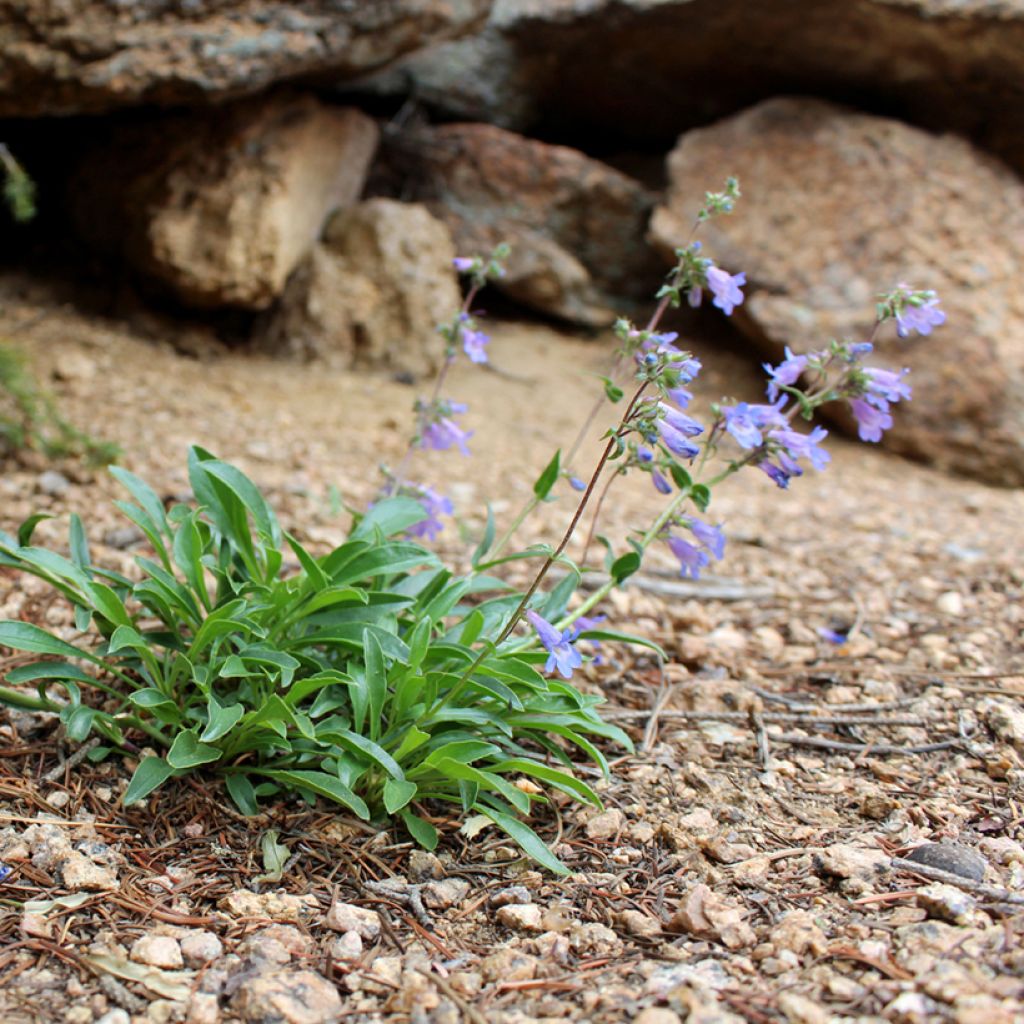 Penstemon virens 