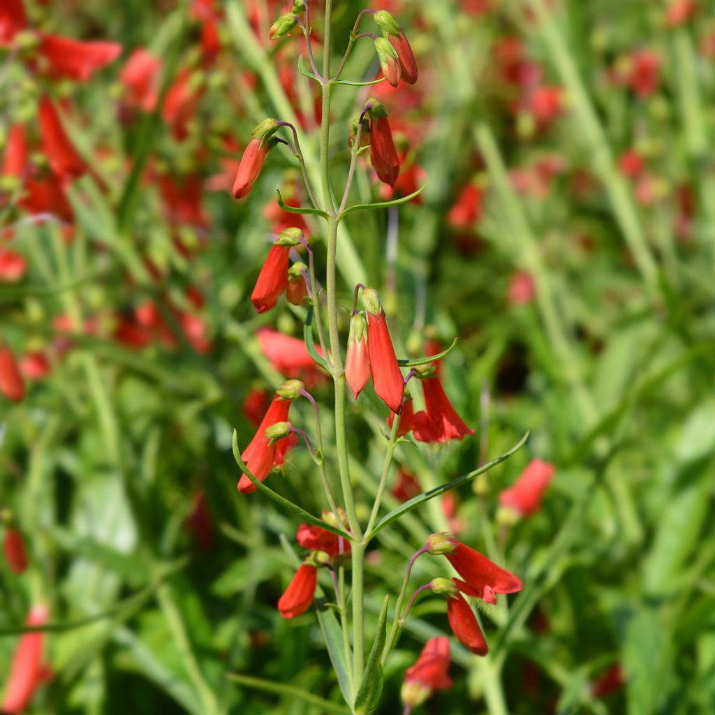 Penstemon barbatus Iron Maiden