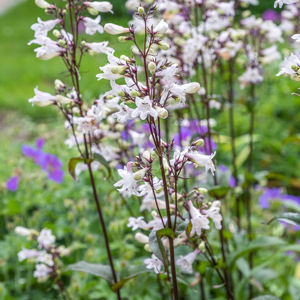 Penstemon digitalis Husker Red Seeds - Foxglove beardtongue