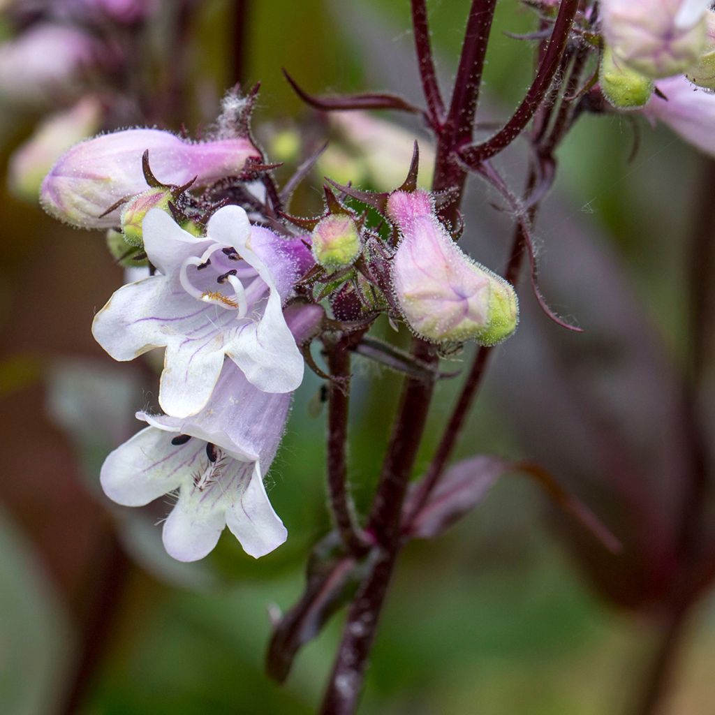 Penstemon digitalis Husker Red Seeds - Foxglove beardtongue