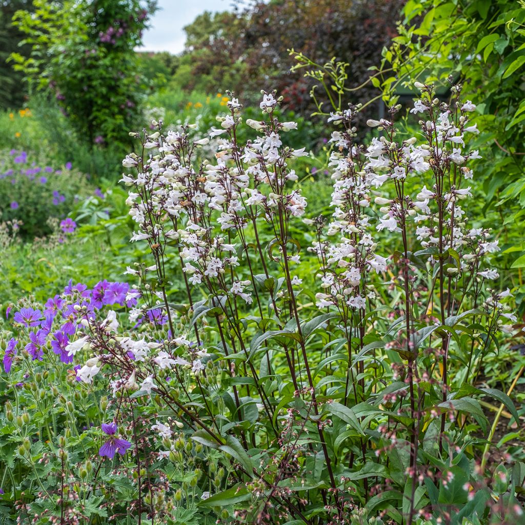 Penstemon digitalis Husker Red Seeds - Foxglove beardtongue
