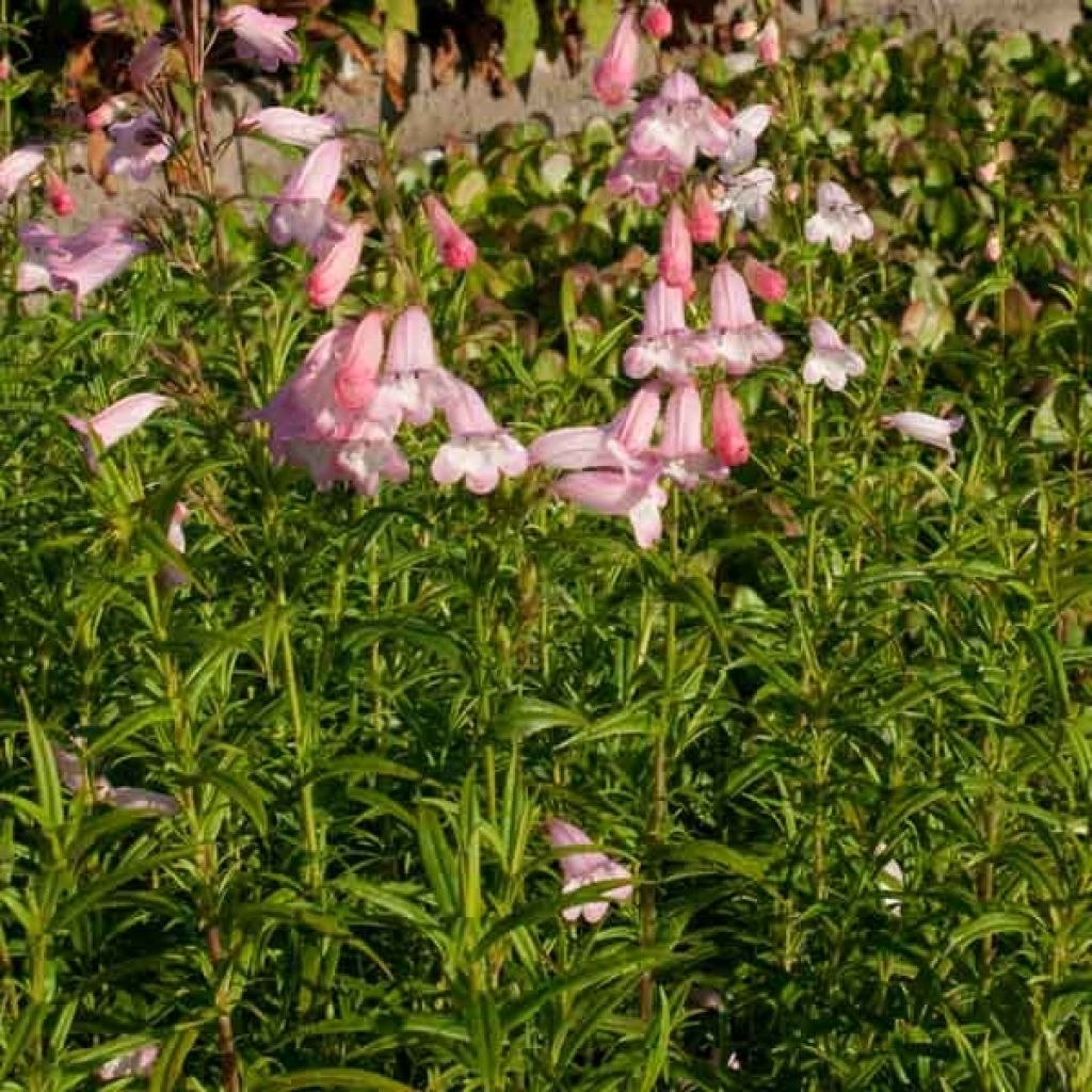 Penstemon Apple Blossom - Beardtongue