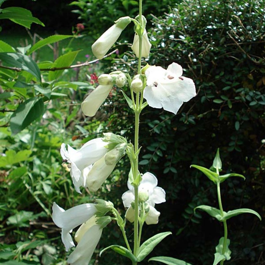 Penstemon White Bedder - Beardtongue