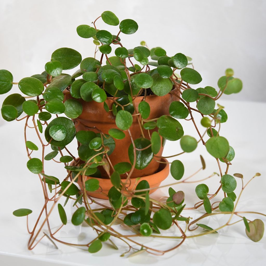 Peperomia  'Pepperspot'