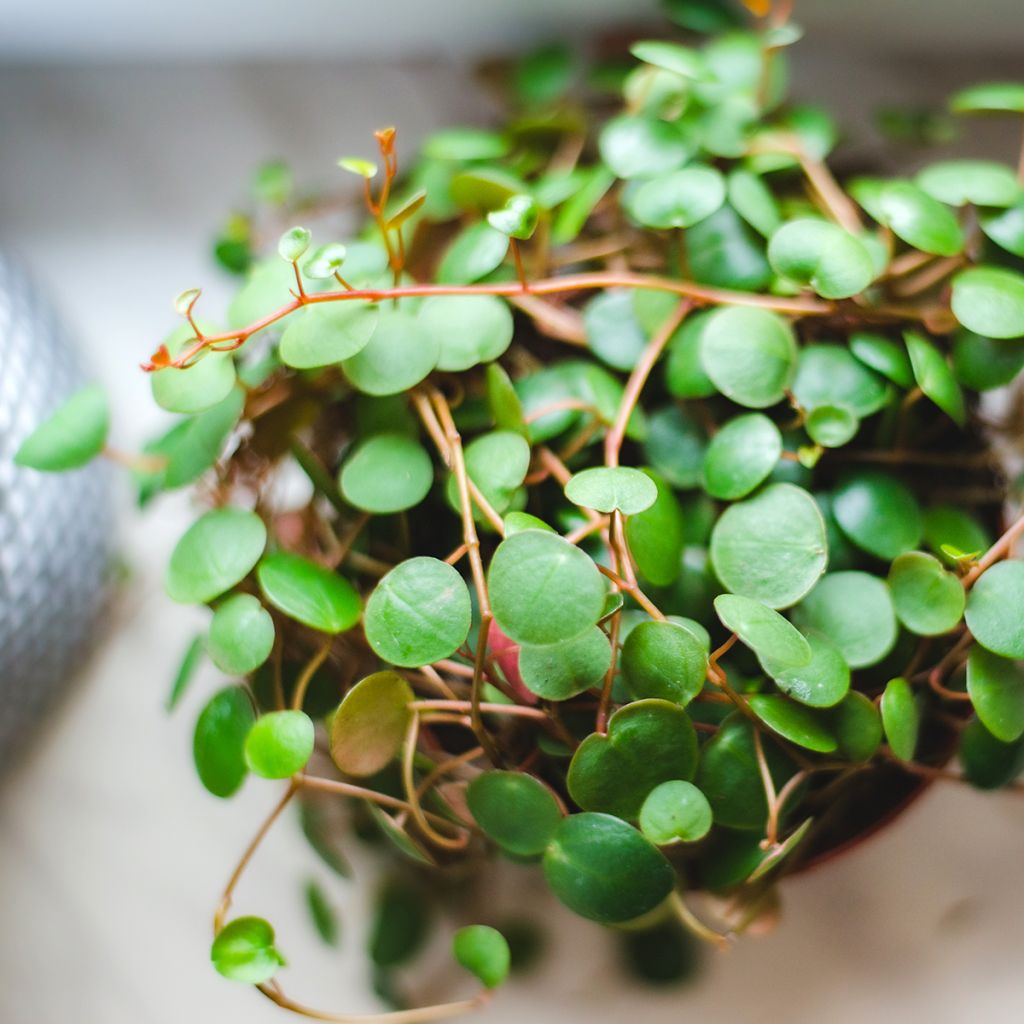 Peperomia  'Pepperspot'