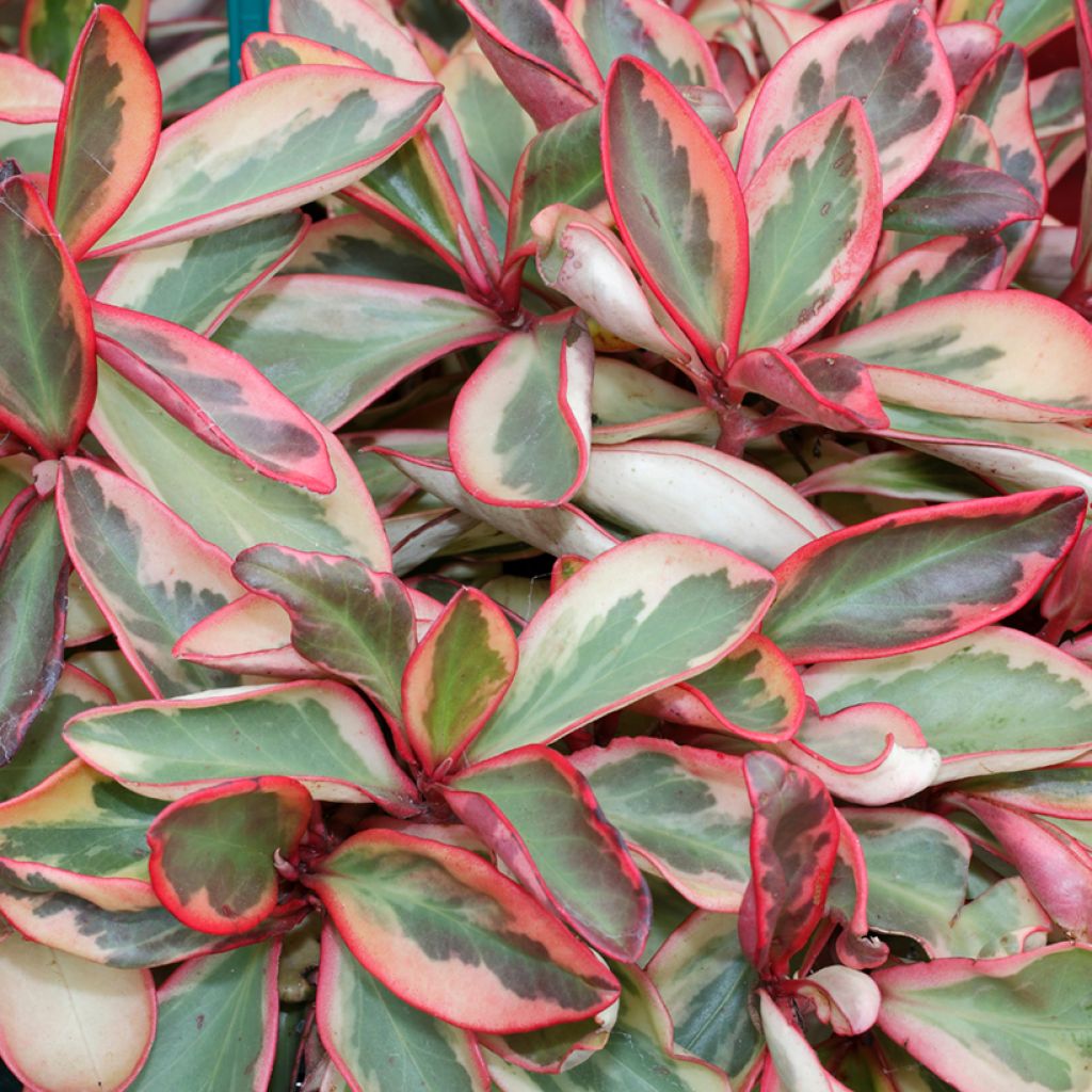 Peperomia clusiifolia Red Margin - Red edge radiator plant