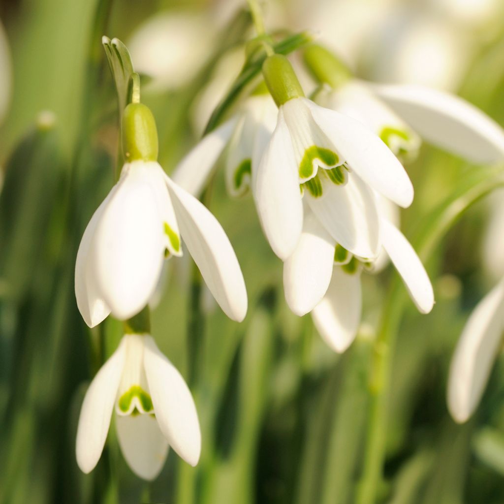 Galanthus nivalis 