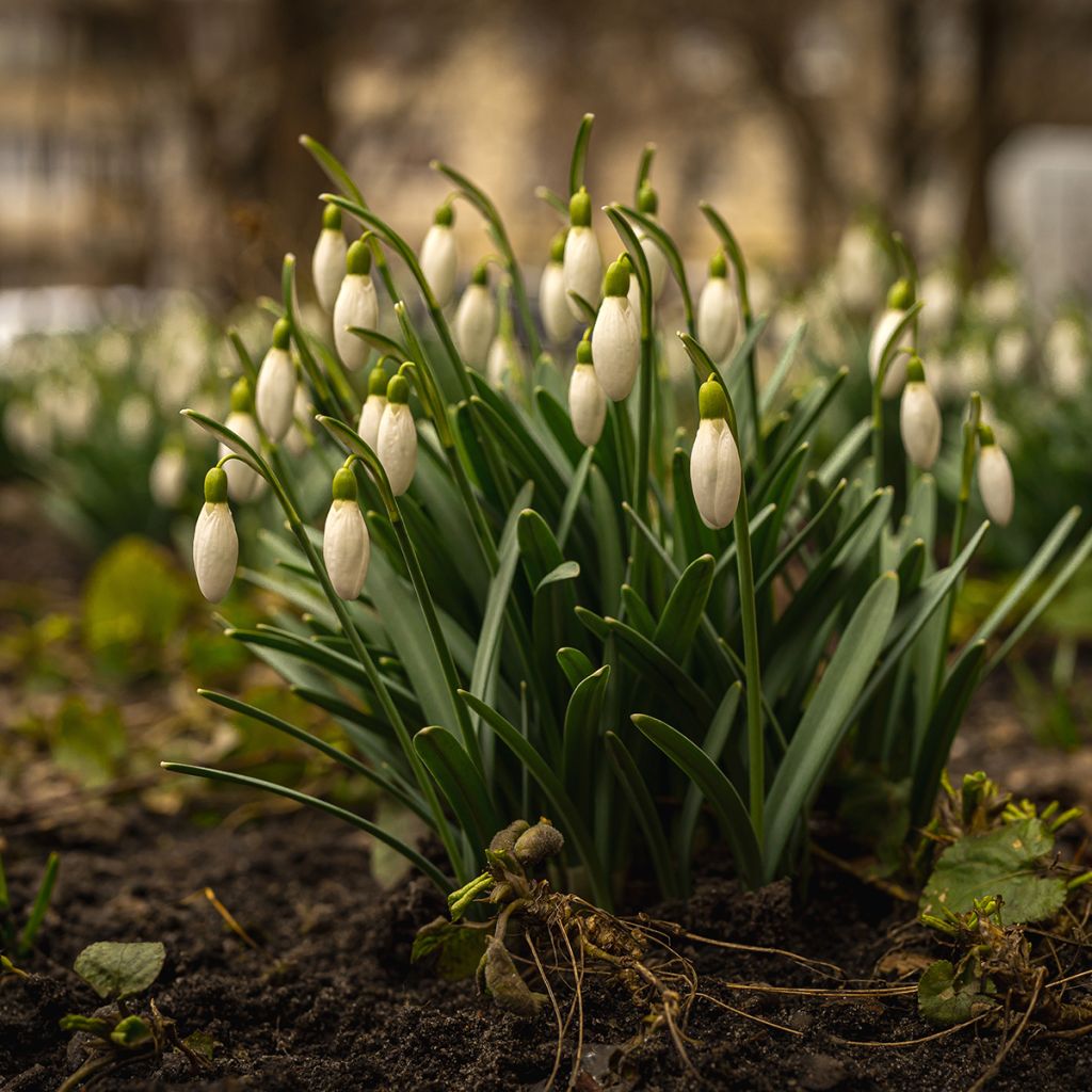 Galanthus nivalis 