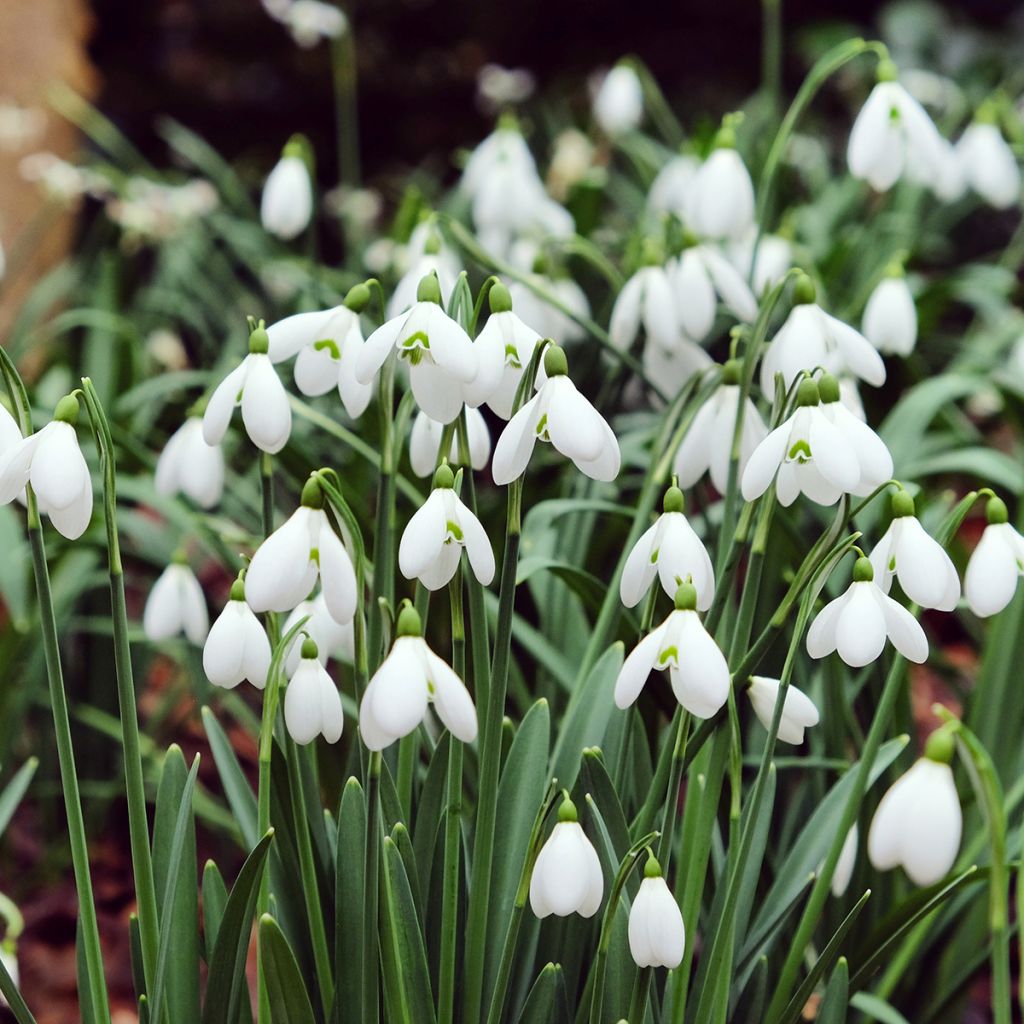 Galanthus nivalis 