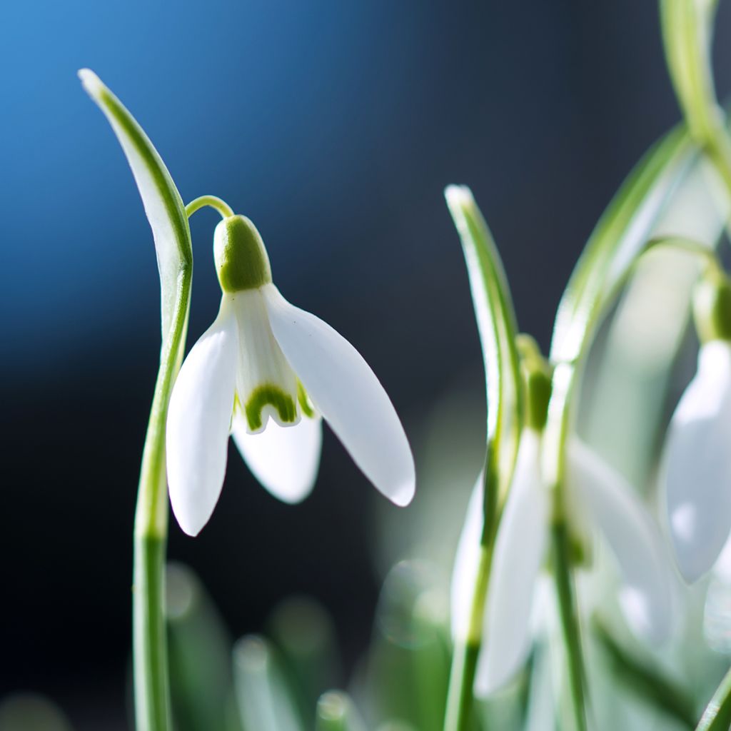 Galanthus nivalis 