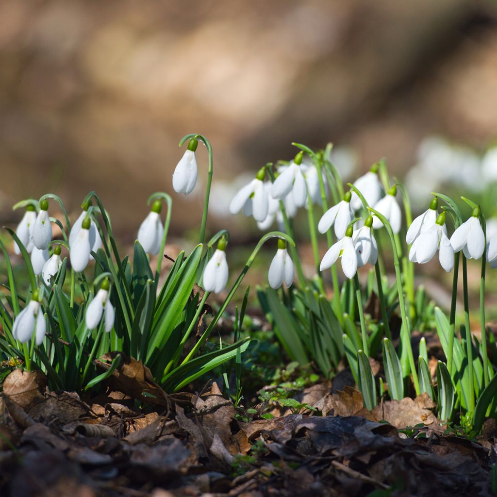 Galanthus nivalis 