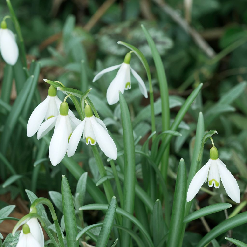 Galanthus nivalis 