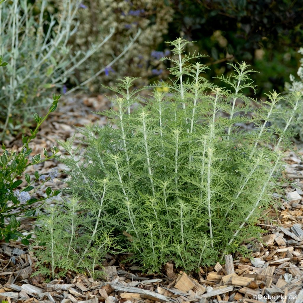 Salvia yangii  Feathery Blue - Perovskia, Russian sage