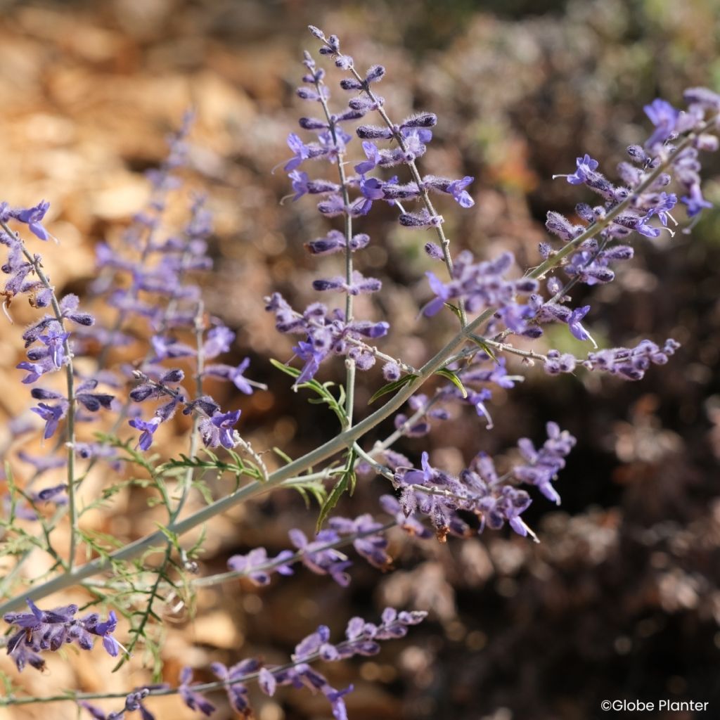 Salvia yangii  Feathery Blue - Perovskia, Russian sage