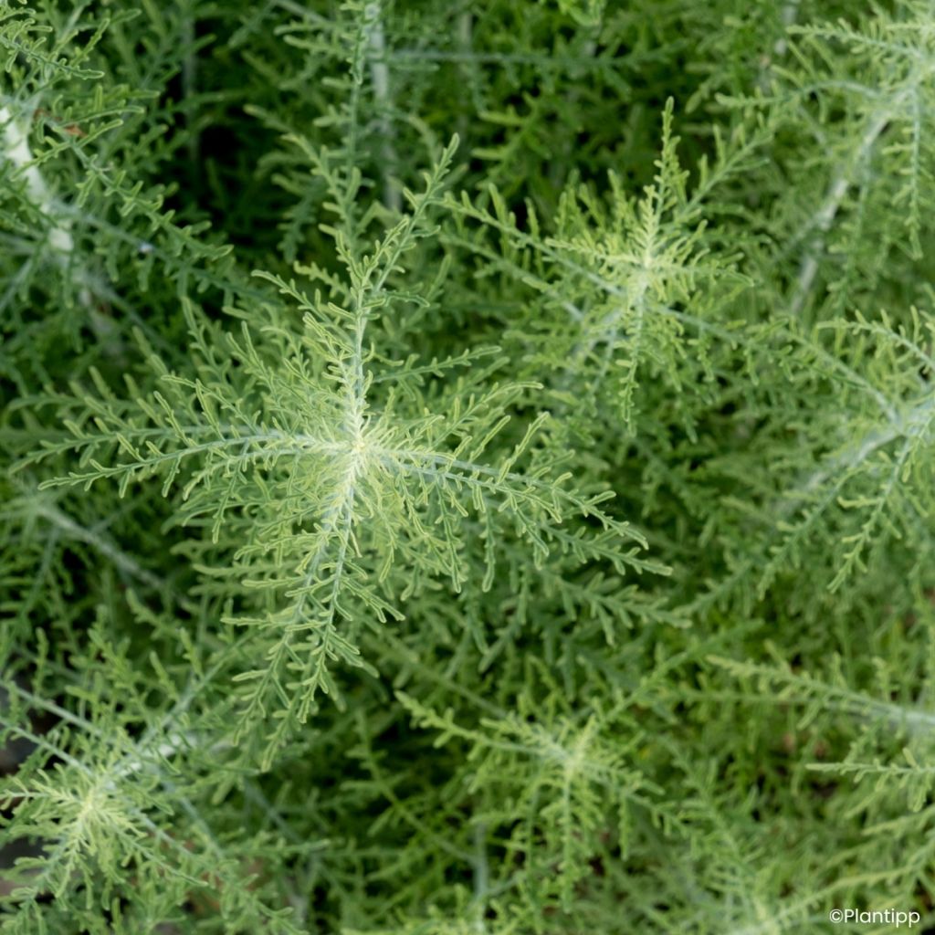 Salvia yangii  Feathery Blue - Perovskia, Russian sage