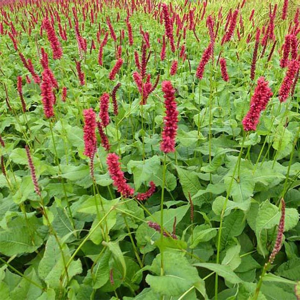 Persicaria amplexicaulis Fat Domino - Mountain Fleece