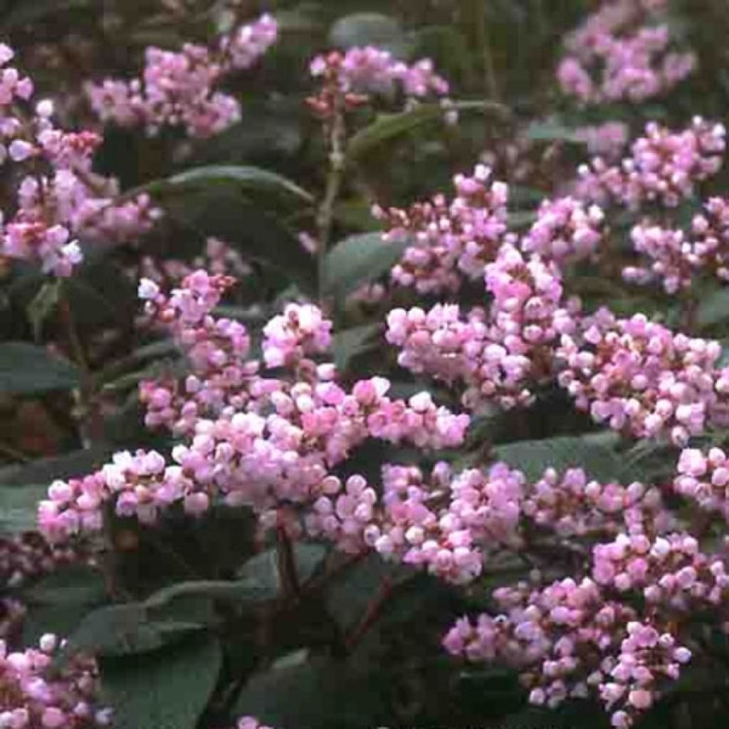Persicaria campanulata