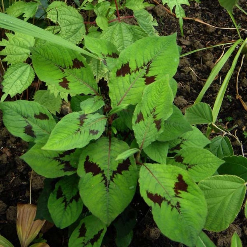 Persicaria virginiana var. filiformis - Virginia Knotweed