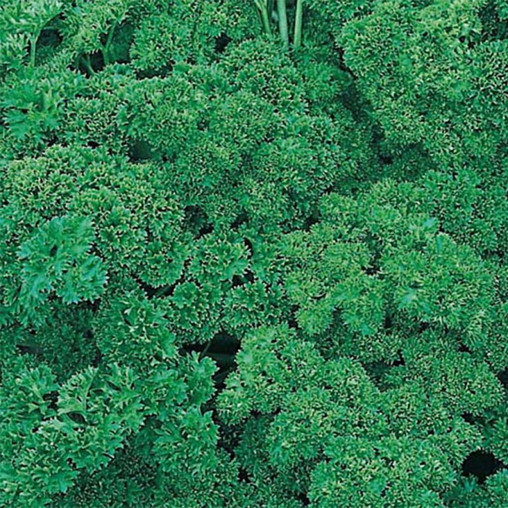Petroselinum crispum Frisé vert foncé