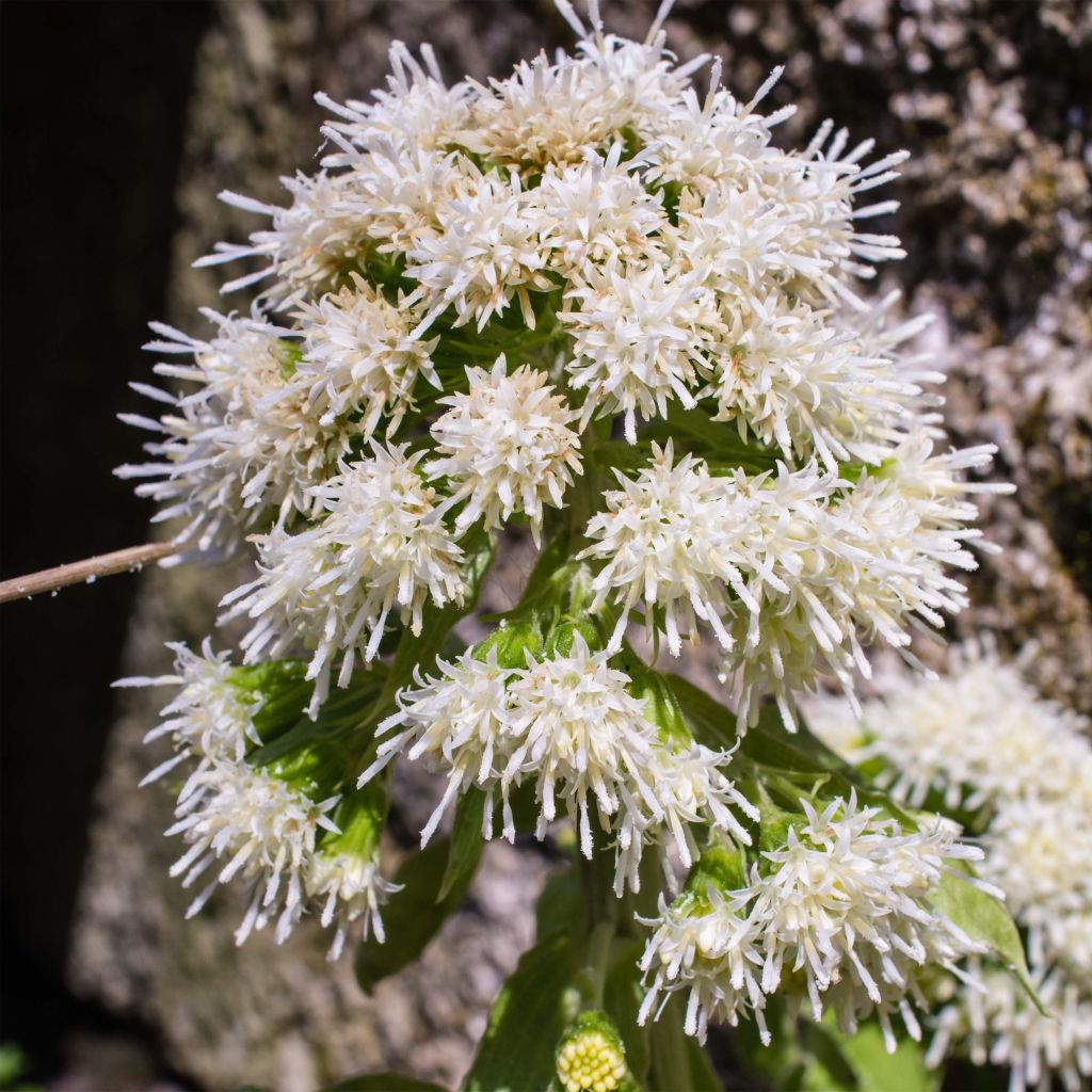 Petasites albus