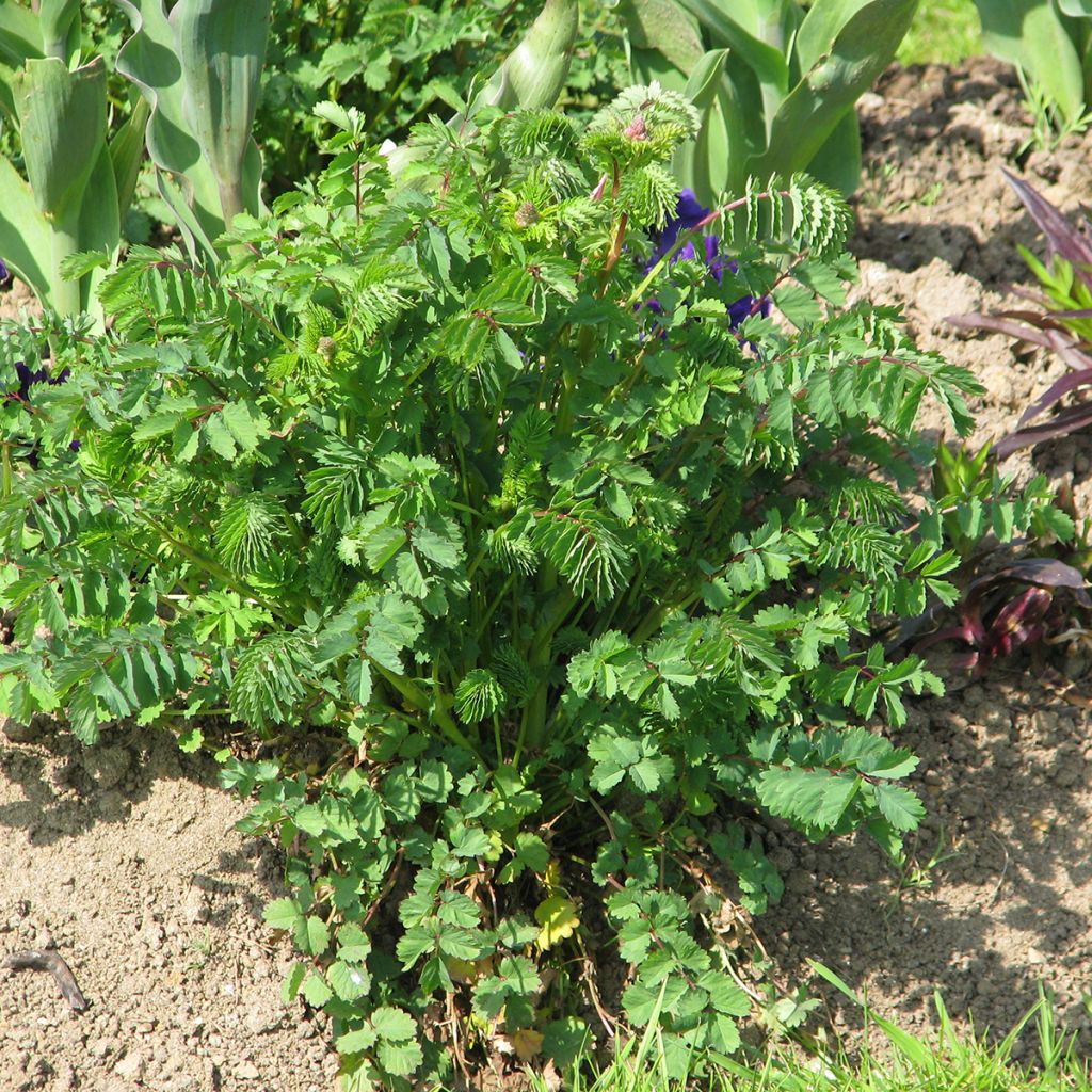 Sanguisorba minor organic seeds - Salad burnett