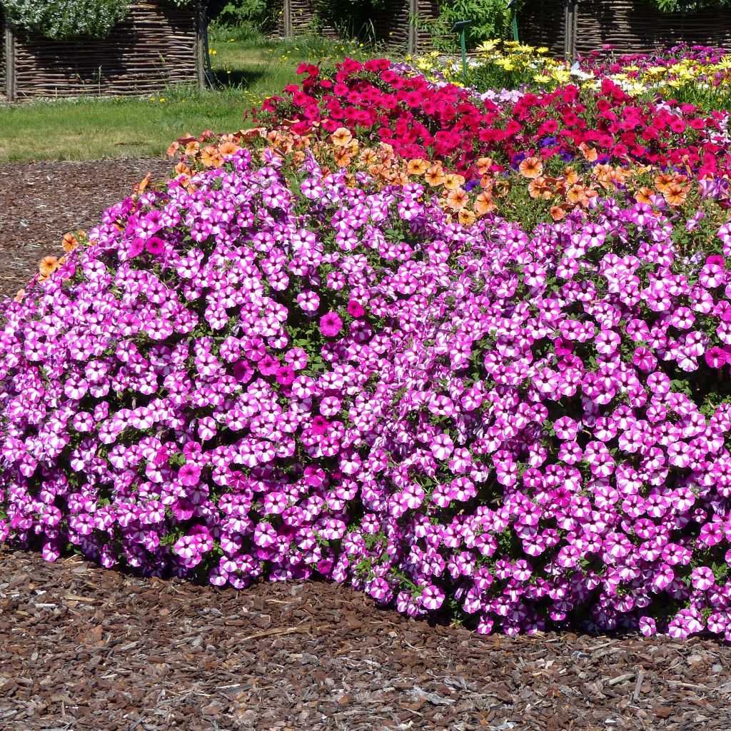 Petunia Supertunia Raspberry Star