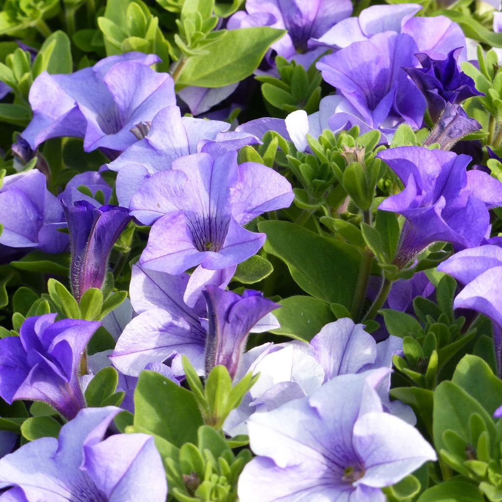 Petunia Surfinia Heavenly Blue