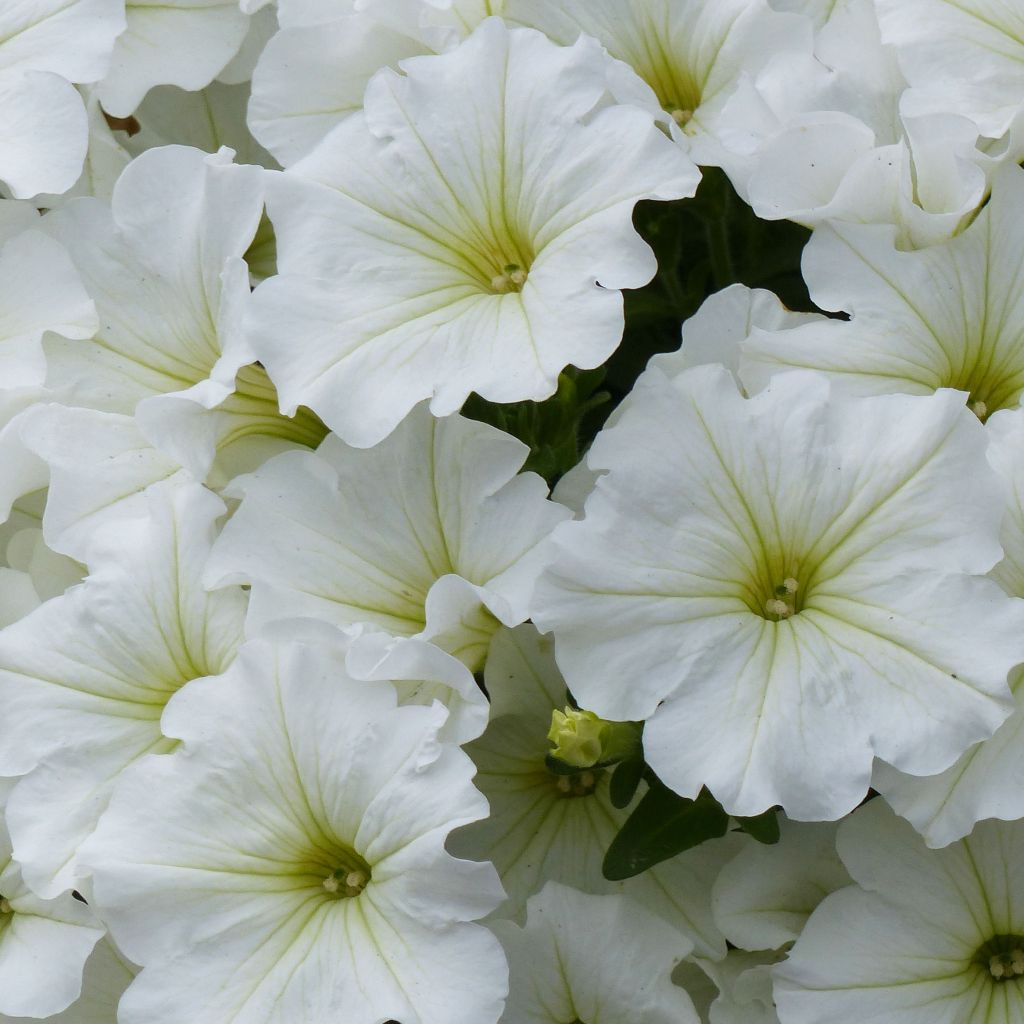 Petunia Surfinia Snow