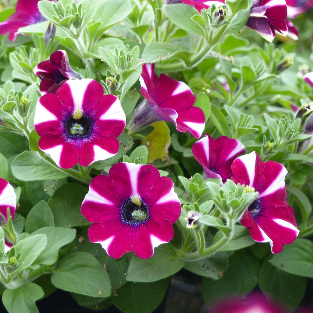 Petunia  hybrida Pretty Much Picasso
