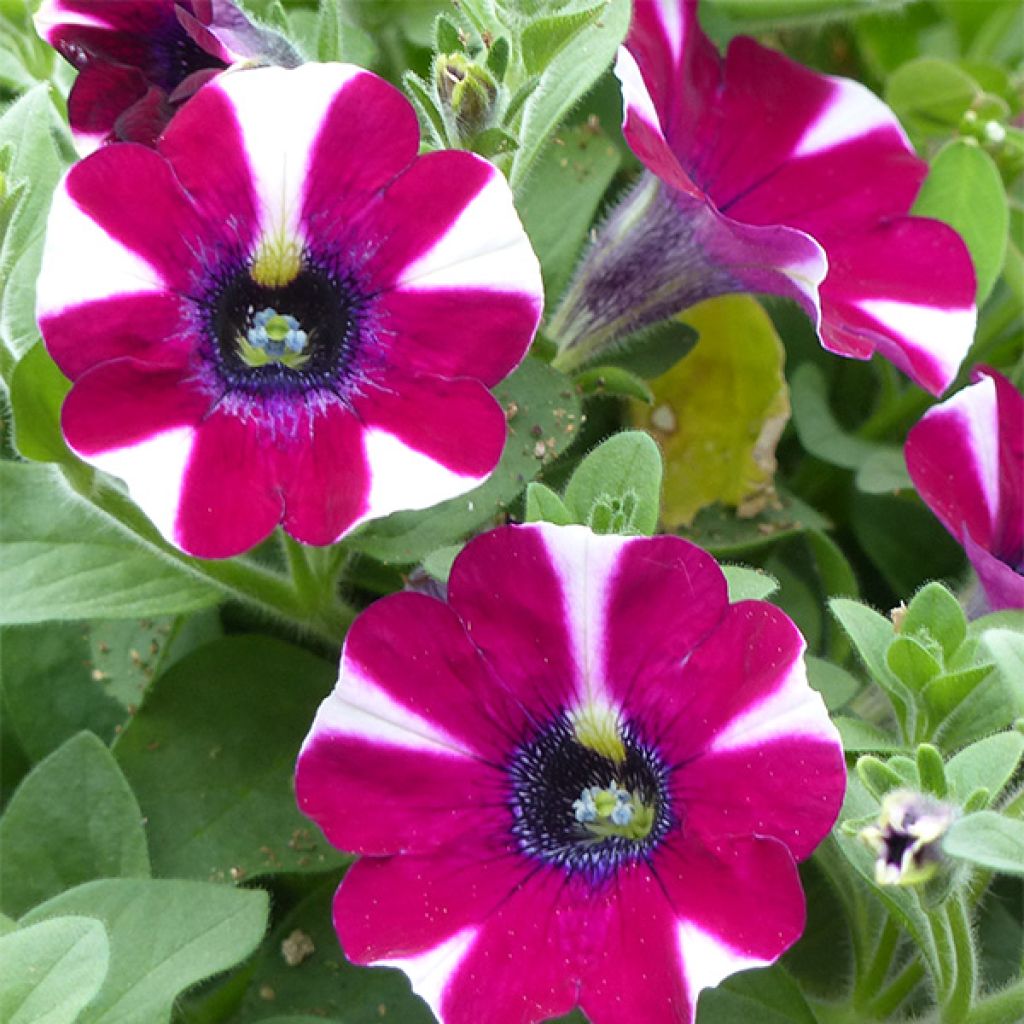 Petunia  hybrida Pretty Much Picasso