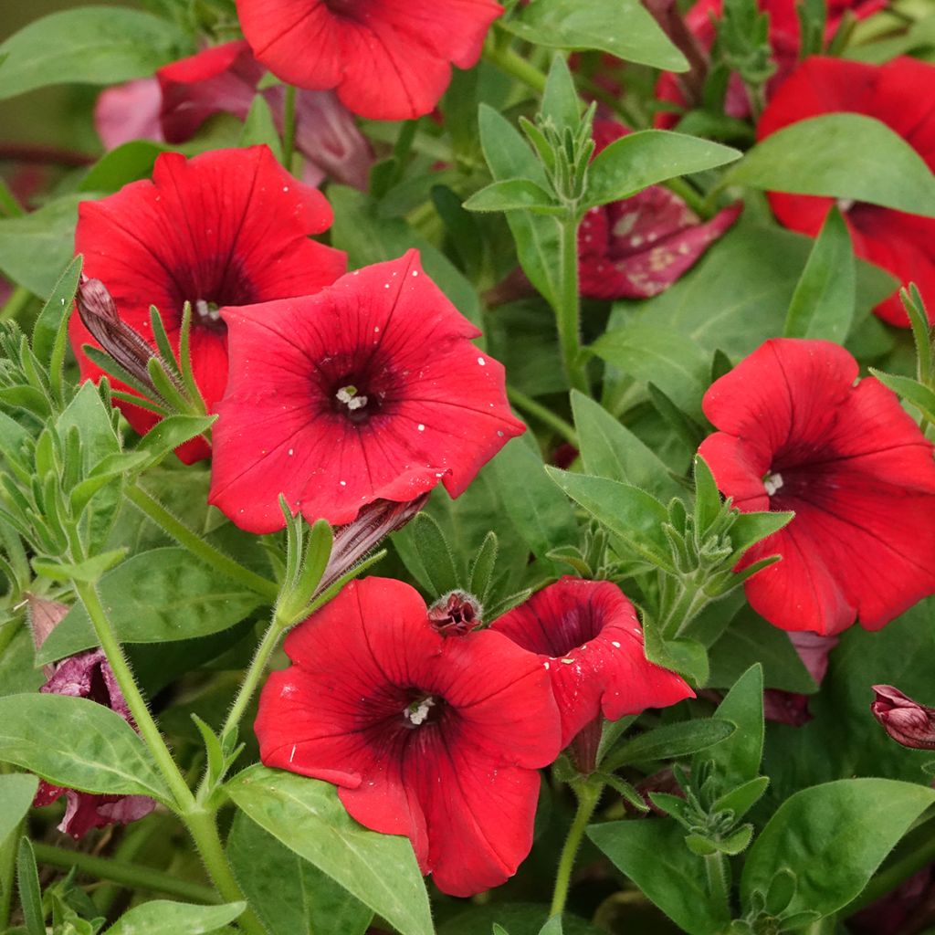 Petunia Surfinia Deep Red