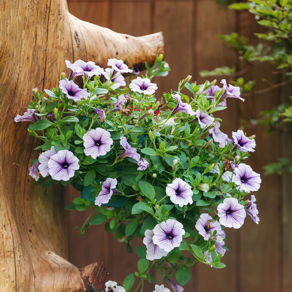 Petunia Surfinia Blue Vein