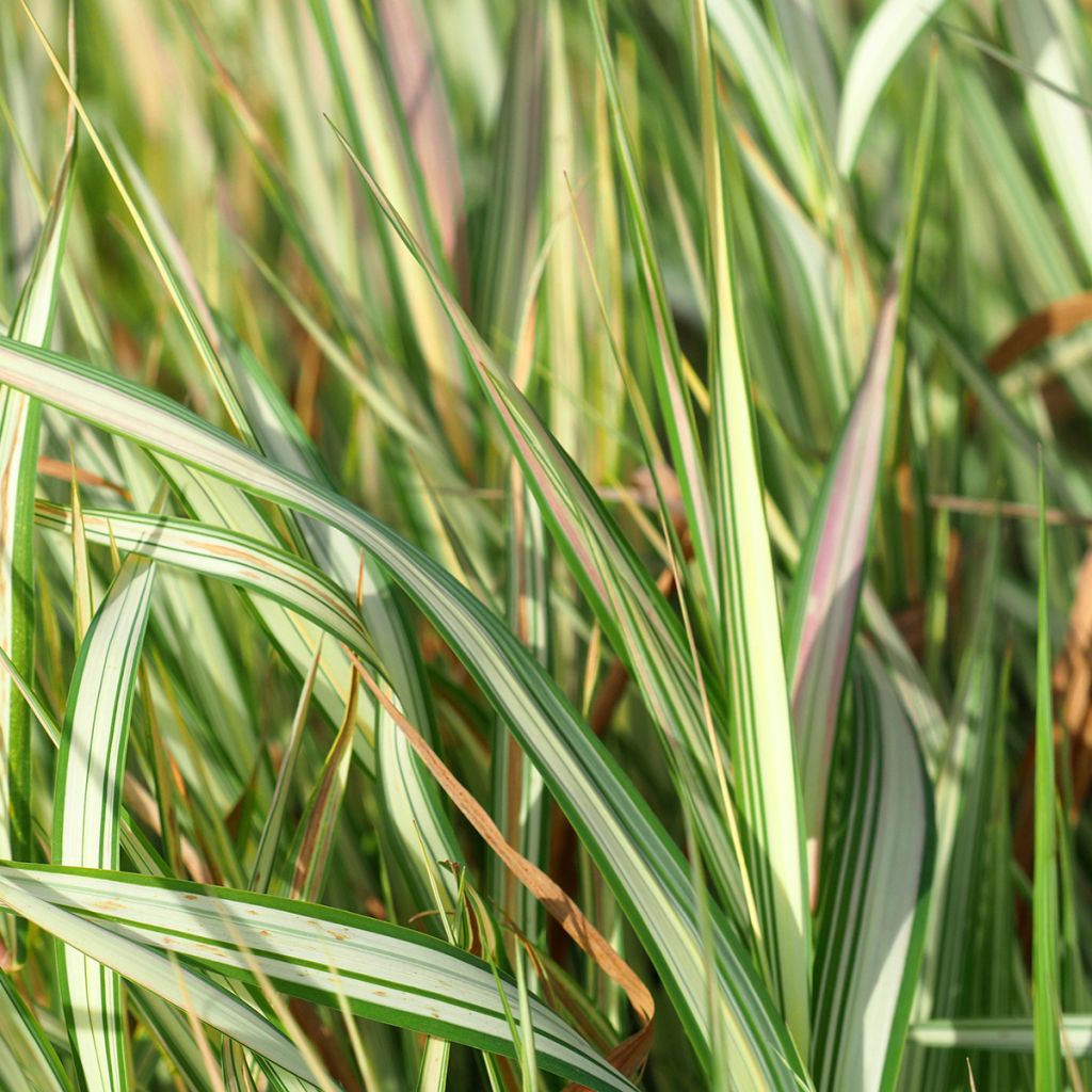Phalaris arundinacea Strawberry and Cream