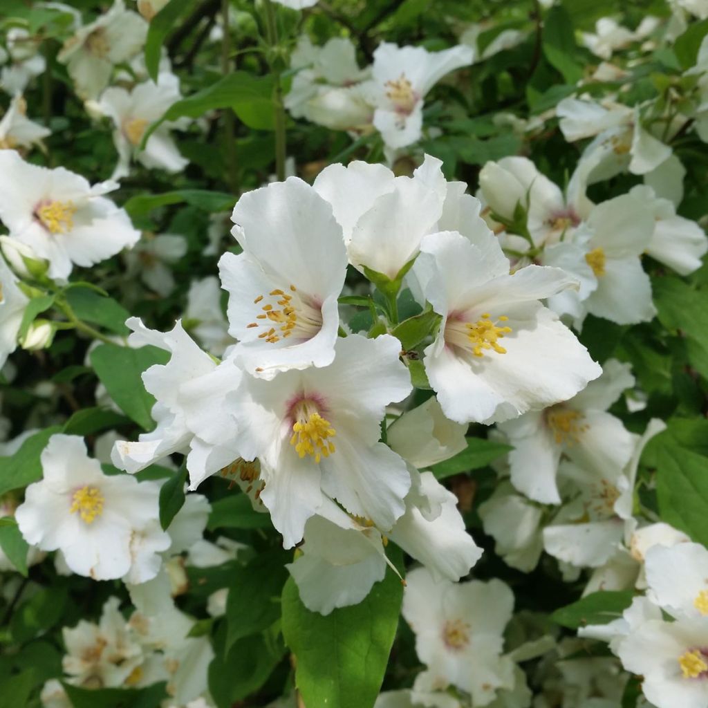 Philadelphus Belle Etoile - Mock Orange