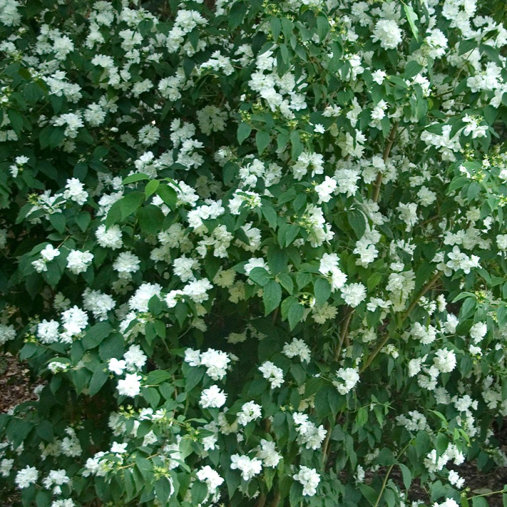 Philadelphus Bouquet Blanc - Mock Orange