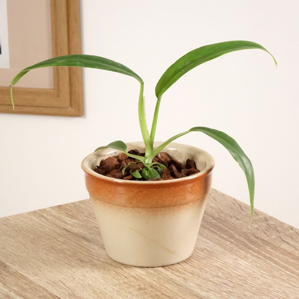 Philodendron elegans 