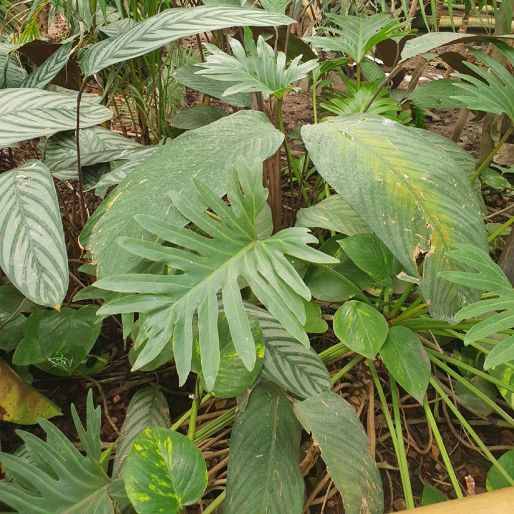 Philodendron elegans 