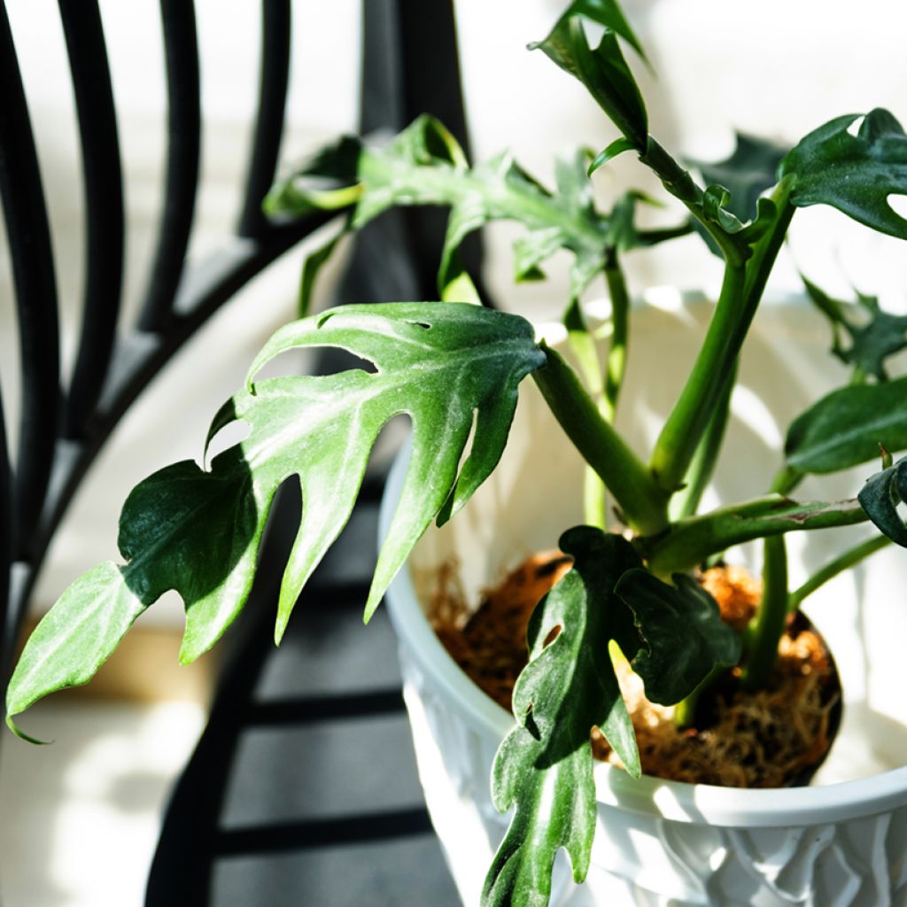 Philodendron elegans 