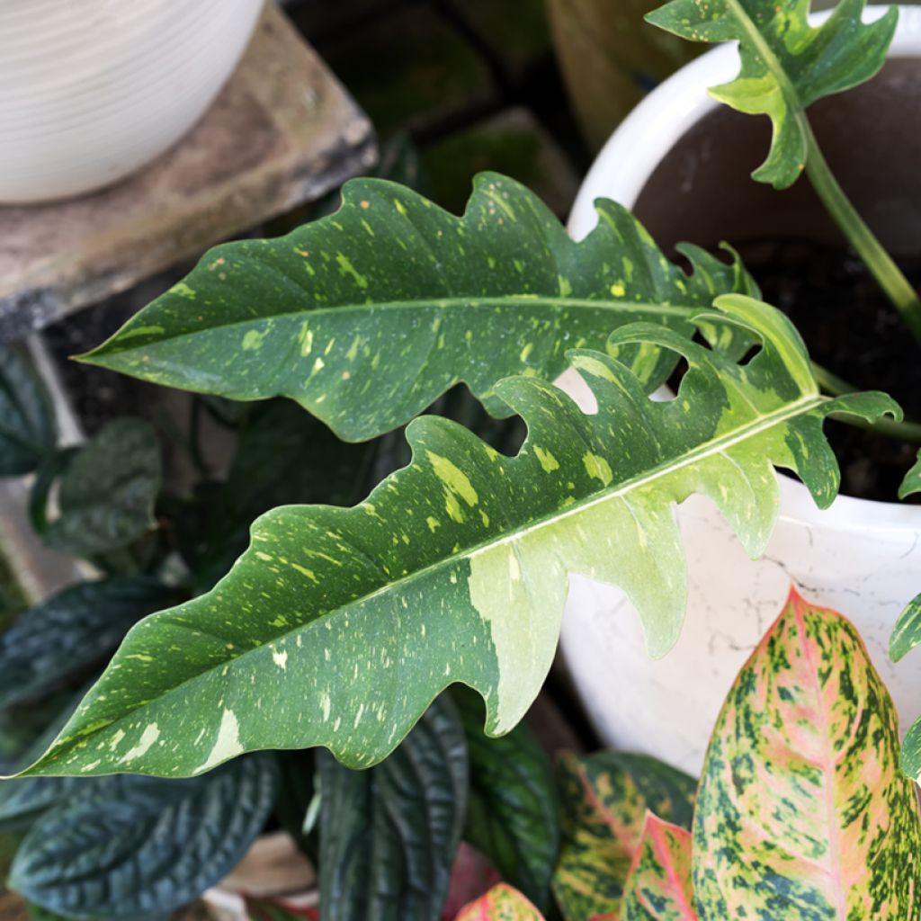 Philodendron  Ring of Fire - Philodendron hybride Ring of Fire